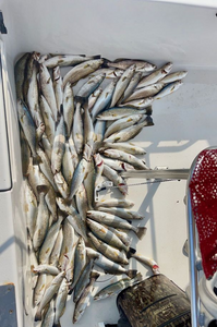 Fishing Frenzy in South Louisiana 